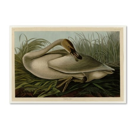Trademark Fine Art Audubon 'Trumpeterswanplate 376' Canvas Art, 16x24 AA00048-C1624GG